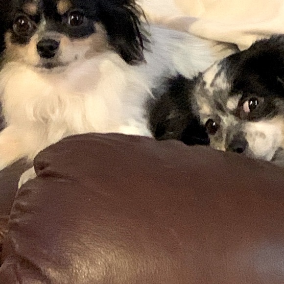 Meet your Posher, Rita - Picture 5 of 5